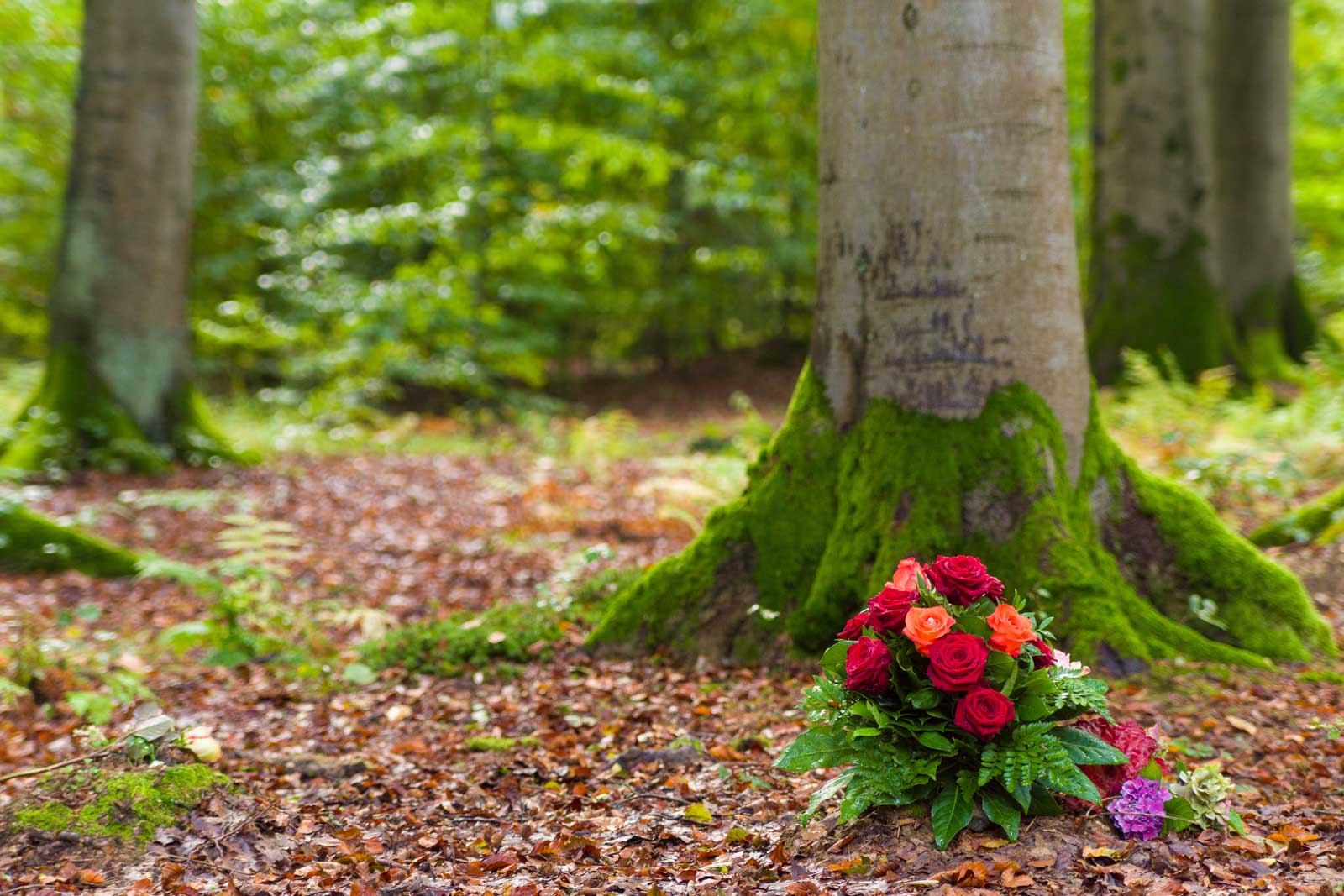 Waldbestattung Babenhausen Waldbestattung Babenhausen